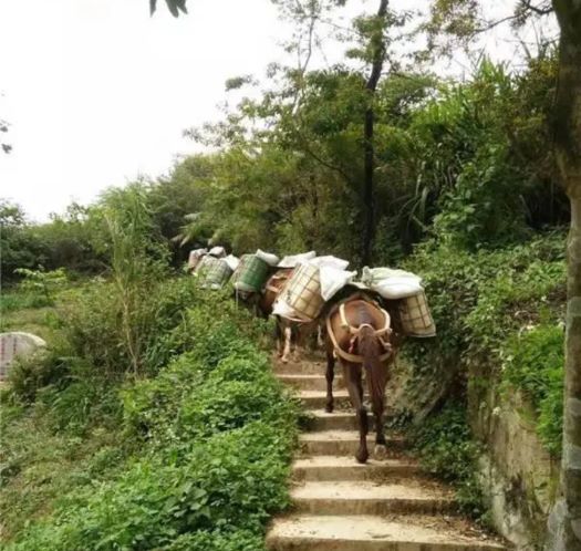 衢州山区马帮运输