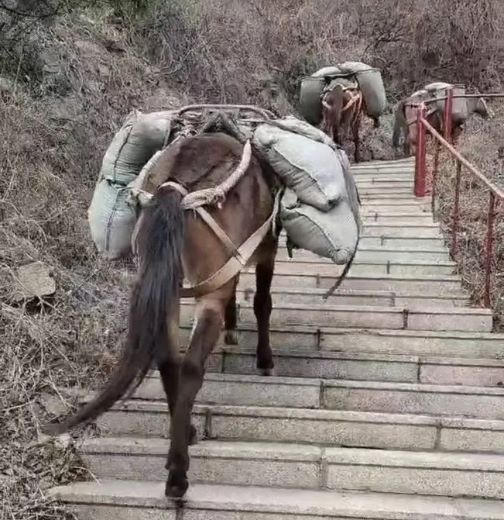 衢州骡马运输